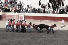 tjur (11)