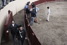 tjur (7)
