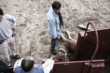 tjur (8)